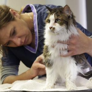 Katzencoach Katzenpsychologie Ausbildung Katzencoach Katzenpsychologie Ausbildung