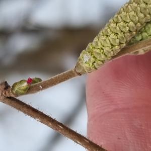 Dipl. Naturapotheke – Heilkräuterpädagogik Speziallehrgang