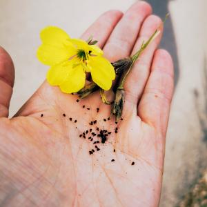 Dipl. Naturapotheke – Heilkräuterpädagogik Speziallehrgang