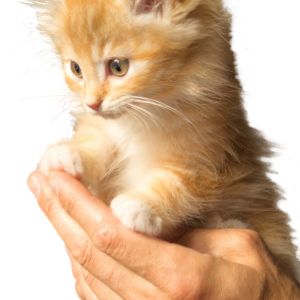 Katzencoach Katzenpsychologie Ausbildung Katzencoach Katzenpsychologie Ausbildung