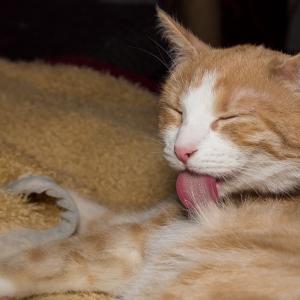 Katzencoach Katzenpsychologie Ausbildung Katzencoach Katzenpsychologie Ausbildung