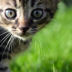 Katzencoach Katzenpsychologie Ausbildung Katzencoach Katzenpsychologie Ausbildung