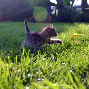 Dipl. Katzencoach ganzheitlich- FERNSTUDIUM Dipl. Katzencoach ganzheitlich- FERNSTUDIUM