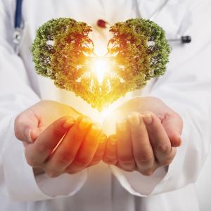 Organpflanzen - AdobeStock Sergey Nivens Organpflanzen - AdobeStock Sergey Nivens