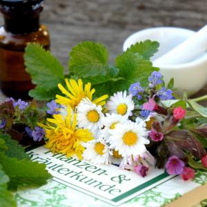 Pflanzen & Kräuterkunde - AdobeStock Pflanzen & Kräuterkunde - AdobeStock