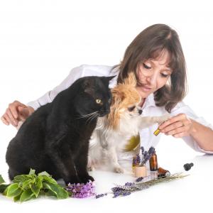 Aromatherapie für Tiere- Grundausbildung - AdobeStock Aromatherapie für Tiere- Grundausbildung - AdobeStock