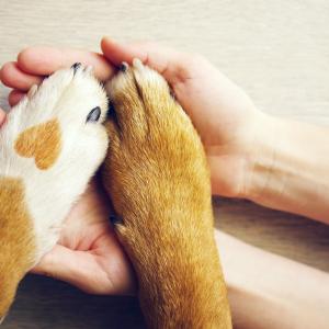 Dipl. Bachblütenberater/in für Tiere - FERNSTUDIUM Upgrade bei Vorbildung - AdobeStock