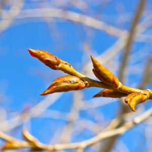 Knospen - AdobeStock