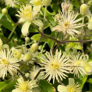 Bachblüte Clematis