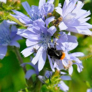 Bachblüte Chicory