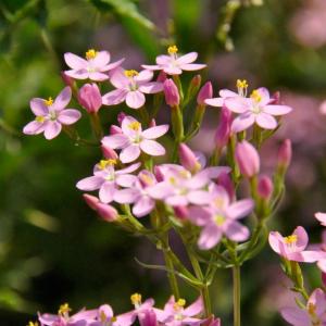 Bachblüte Centaury