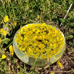 Bachblüte Rock Rose Bachblüte Rock Rose