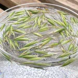 Bachblüte Wild Oat Bachblüte Wild Oat