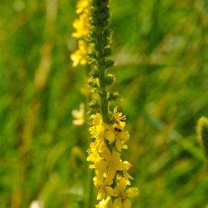 Bachblüte Agrimony