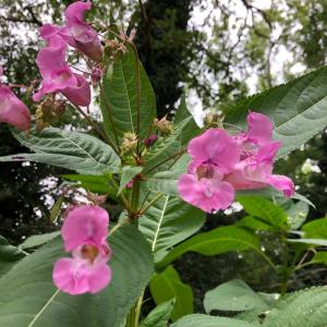 Bachblüte Bachblüte