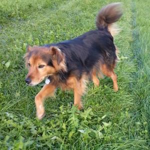 Vitalcoach für Hunde Grundausbildung Basiswissen Hund