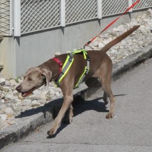 Vitalcoach für Hunde Grundausbildung Basiswissen Hund
