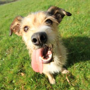 Vitalcoach für Hunde Grundausbildung Basiswissen Hund