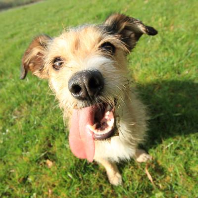 Basiswissen HUND: Haltung, Ernährung, Hausapotheke