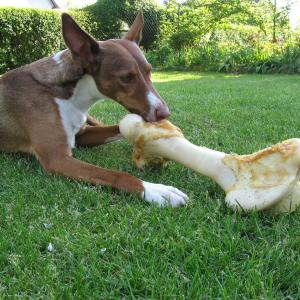 Was Hunde als Futter benötigen - jetzt lernen!