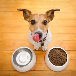 AdobeStock Javier Brosch: Ernährungsberatung für Hunde Online Ausbildung