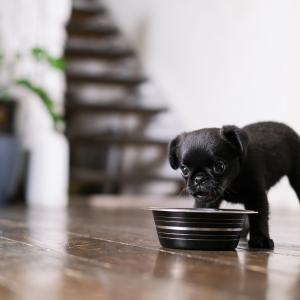 AdobeStock lelechka: Ernährungsberatung für Hunde Ausbildung
