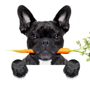 AdobeStock Javier Brosch: Ernährungsberater:in Ausbildung für Hunde