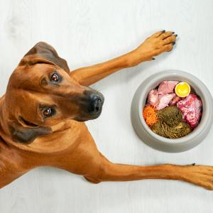AdobeStock Zontica: Ernährungsberatung für Hunde  Ausbildung