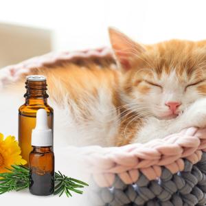 AdobeStock NewAfrica - Dipl. Bachblütenberater:in für Tiere - betreutes FERNSTUDIUM Online Ausbildung  AdobeStock NewAfrica - Dipl. Bachblütenberater:in für Tiere - betreutes FERNSTUDIUM Online Ausbildung