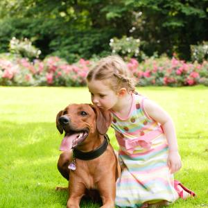 AdobeStock Claudia Paulussen - Dipl. Bachblütenberater:in für Hunde, Katzen, Pferde - FERNSTUDIUM Online Ausbildung 