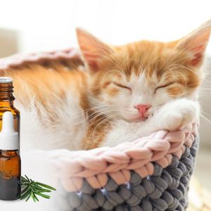 Adobestock_New Africa _ Katzencoach Katzenpsychologie Ausbildung Adobestock_New Africa _ Katzencoach Katzenpsychologie Ausbildung