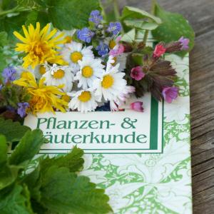 AdobeStock_Behewa_Kräuter und Heilpflanzen für Kinder Ausbildung  AdobeStock_Behewa_Kräuter und Heilpflanzen für Kinder Ausbildung