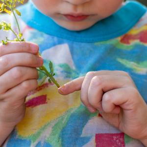 AdobeStock_Alena_Heilkräuter für Kinder_ Onlinekurs Kräuterkunde für Kinder