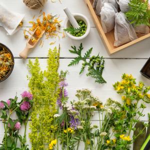 AdobeStock_Altes Heilpflanzenwissen der TEM & Heilkräuter bei Allergien für Kinder - Kurs AdobeStock_Altes Heilpflanzenwissen der TEM & Heilkräuter bei Allergien für Kinder - Kurs
