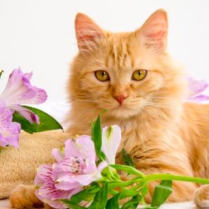 AdobeStock_aarud_Seifen für Katze AdobeStock_aarud_Seifen für Katze
