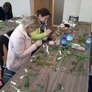 Kräutersammeln und bestimmen- Kräuterkurs bei der BaBlü Akademie in Österreich Kräutersammeln und bestimmen- Kräuterkurs bei der BaBlü Akademie in Österreich
