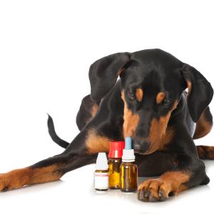 Erste Hilfe bei Hunden inkl. homöopatische Hausapotheke