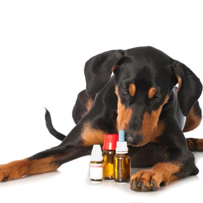 Erste Hilfe beim Hund inkl. homöopathische Hausapotheke