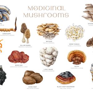 Mykologie Grundausbildung - Heimische Heilpilze in der TEM _ AdobeStock anitapol Mykologie Grundausbildung - Heimische Heilpilze in der TEM _ AdobeStock anitapol