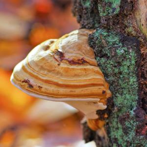 Mykologie Grundausbildung - Heimische Heilpilze in der TEM - AdobeStock_AtonitaDraws Mykologie Grundausbildung - Heimische Heilpilze in der TEM - AdobeStock_AtonitaDraws