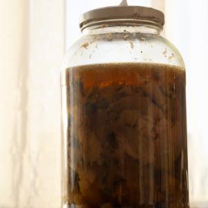 Heilpilze und Vitalpilze Grundausbildung - Anwendungsarten und Zubereitung und als Heilmittel nutzen - Adobestock_chaiko Heilpilze und Vitalpilze Grundausbildung - Anwendungsarten und Zubereitung und als Heilmittel nutzen - Adobestock_chaiko