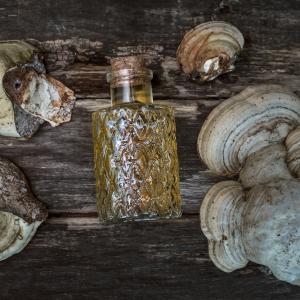 Heilpilze und Vitalpilze Grundausbildung - Anwendungsarten und Zubereitung - AdobeStock_Dmitriy Heilpilze und Vitalpilze Grundausbildung - Anwendungsarten und Zubereitung - AdobeStock_Dmitriy