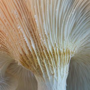 Das Wunder der Pilze entdecken