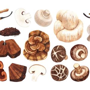 AdobeStock_Arsenova Heilpilze und Vitalpilze - Heilpilze Ausbildung AdobeStock_Arsenova Heilpilze und Vitalpilze - Heilpilze Ausbildung