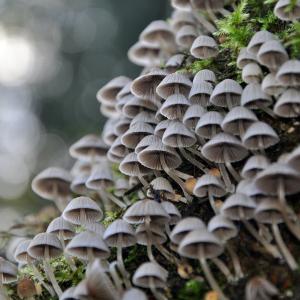 Altes Wissen der TEM über die Kraft der Pilze