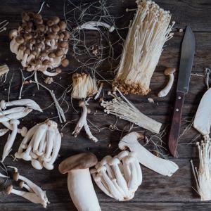 AdobeStock_Maria_Die Kraft der Heilpilze AdobeStock_Maria_Die Kraft der Heilpilze