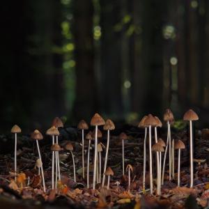 Besondere Pilze, Giftpilze bis psychedelische Pilze & Mythologie in der TEM - Ausbildung & Onlinekurs