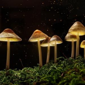 Besondere Pilze, Giftpilze bis psychedelische Pilze & Mythologie in der TEM - Ausbildung & Onlinekurs