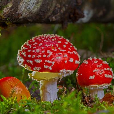Besondere, psychedelische & magische Pilze in der TEM