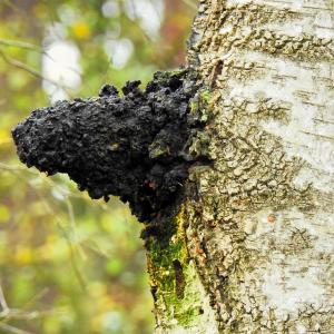 AdobeStock_ExQuisine_ChagaPilzamBaum AdobeStock_ExQuisine_ChagaPilzamBaum